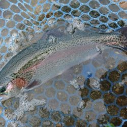 たくさん釣って大物もキャッチ ～高島の泉～